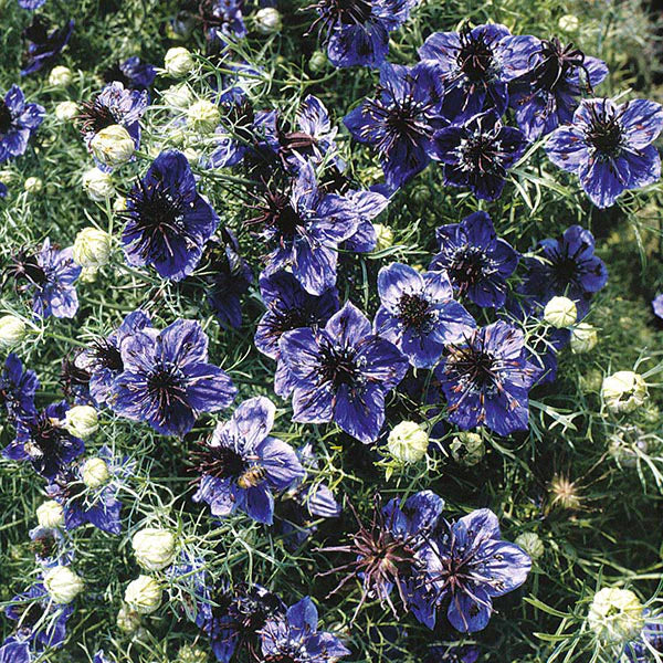 Fothergill's Nigella Midnight Seeds
