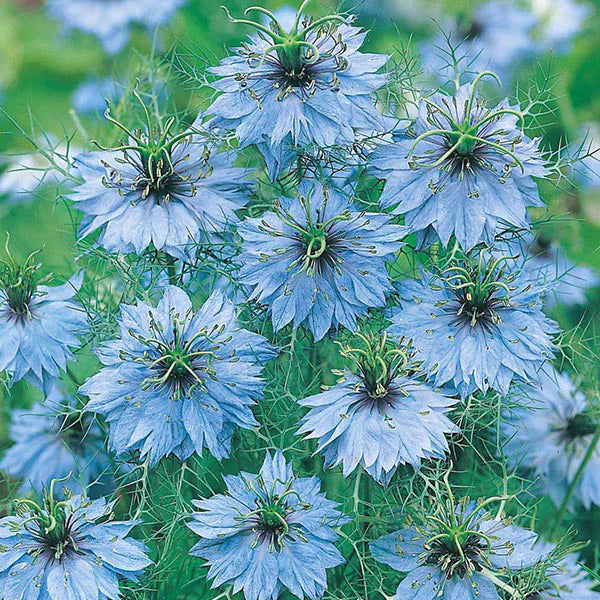 Fothergill's Nigella Miss Jekyll Seeds