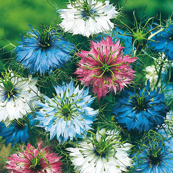 Fothergill's Nigella Persian Jewels Seeds