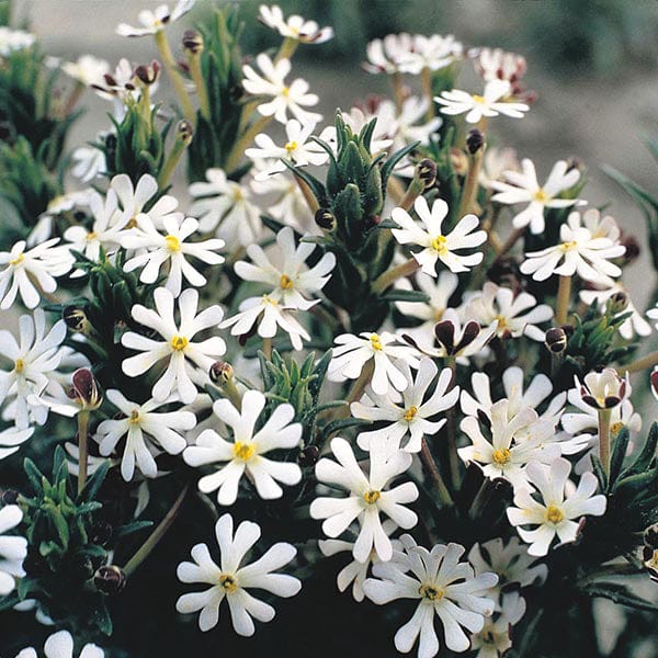 Fothergill's Night Phlox Midnight Candy Seeds