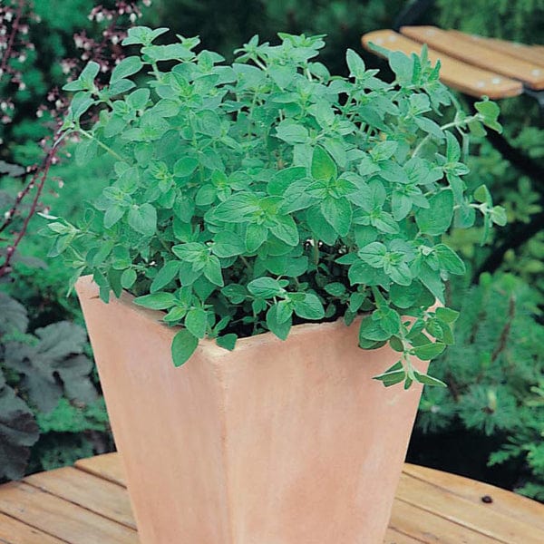 Fothergill's Oregano Greek Seeds