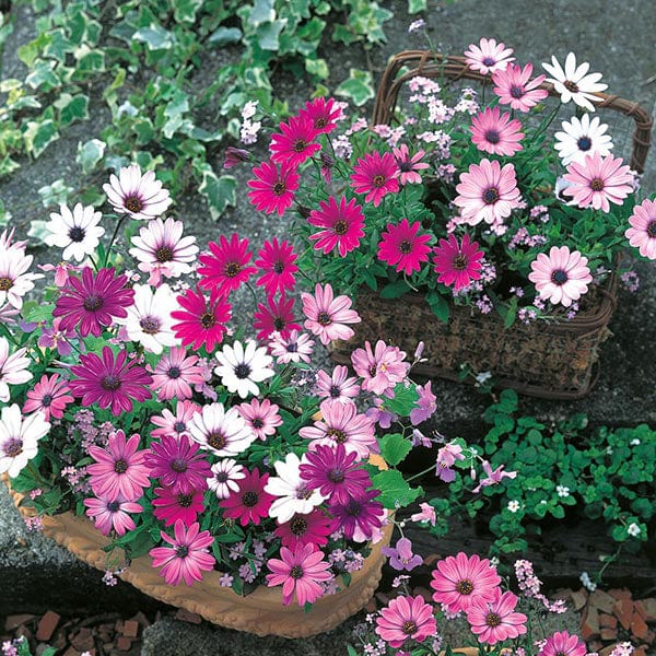 Fothergill's Osteospermum Daisy Mae Mixed Seeds