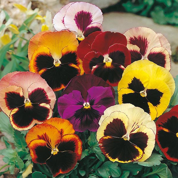 Fothergill's Pansy Swiss Giants Mixed Seeds