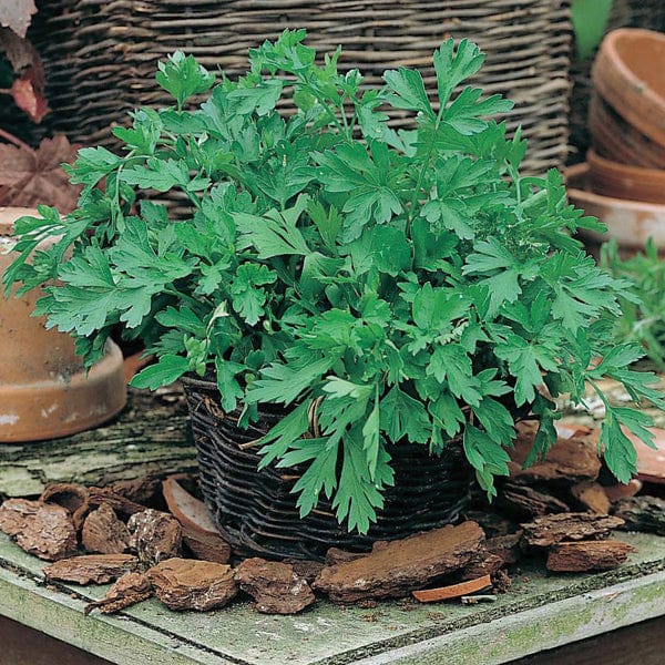 Fothergill's Parsley Plain Leaved 2 Seeds