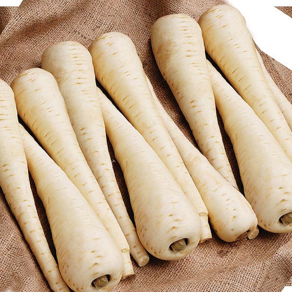 Fothergill's Parsnip Javelin F1 Seeds