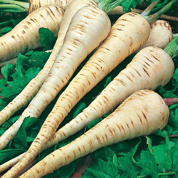 Fothergill's Parsnip Tender & True Seeds