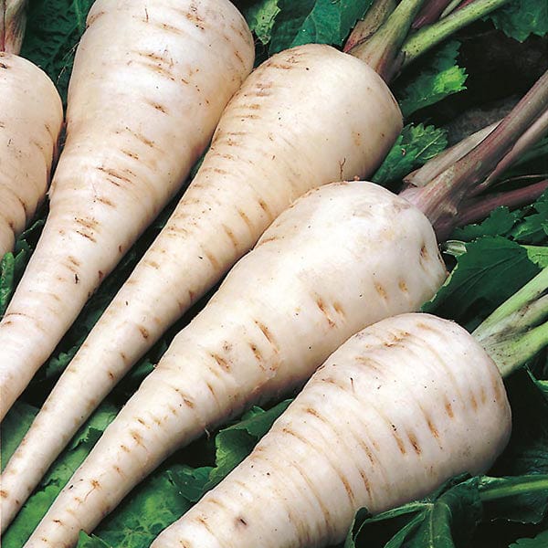 Fothergill's Parsnip White Gem Seeds