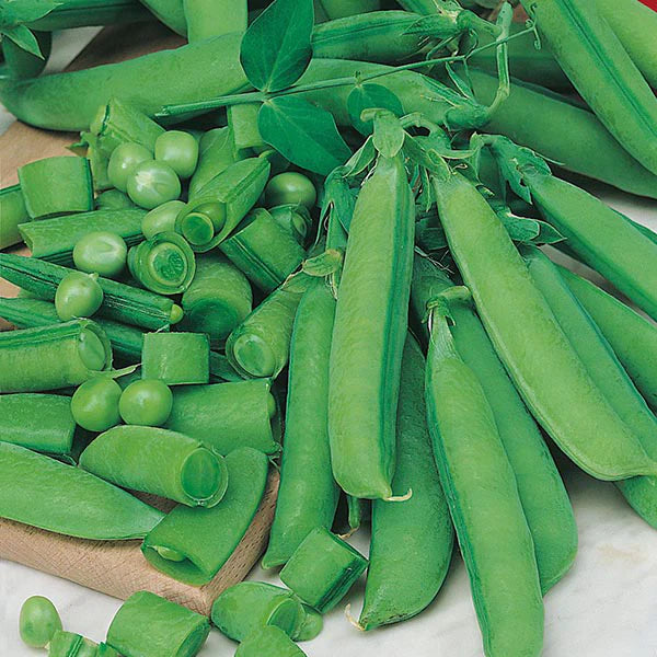 Fothergill's Pea Sugar Bon Seeds