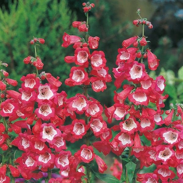Fothergill's Penstemon Scarlet Queen Seeds