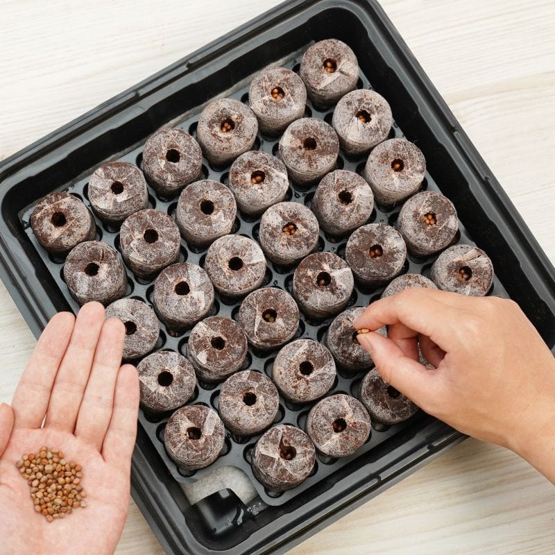 Fothergill’s Plantable Pellets Greenhouse Kit