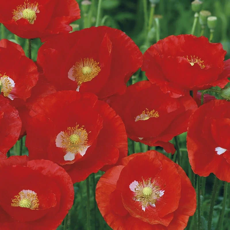 Fothergill's Poppy American Legion Seeds
