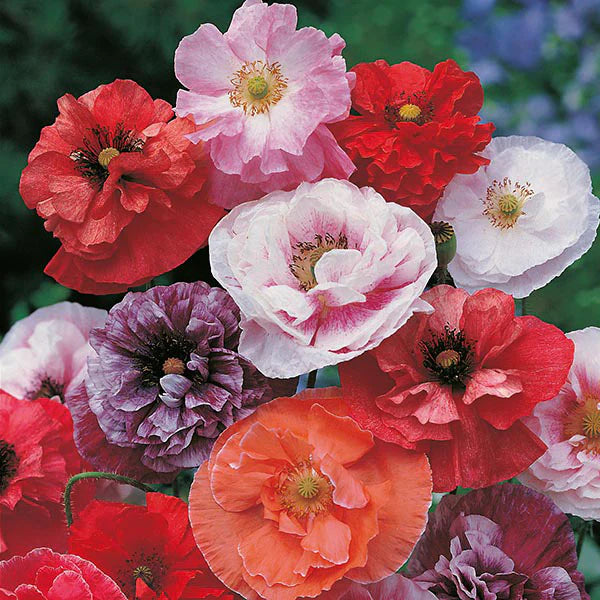 Fothergill's Poppy Dawn Chorus Seeds