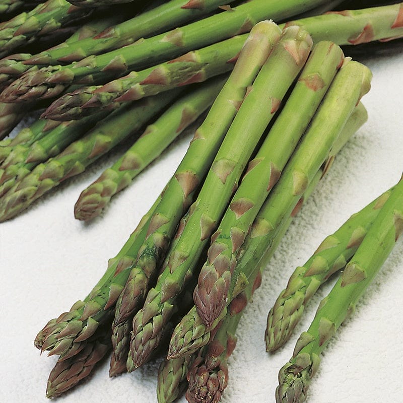 Fothergill's RHS Asparagus Connover's Colossal