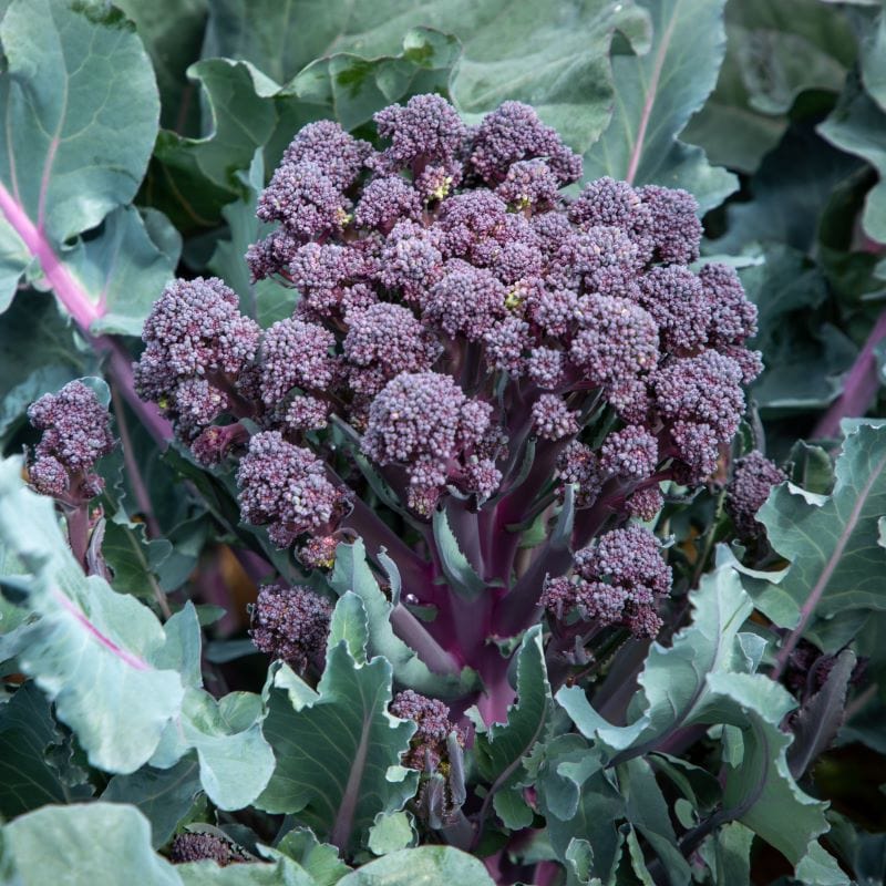 Fothergill's RHS Broccoli Tyrian F1 Seeds