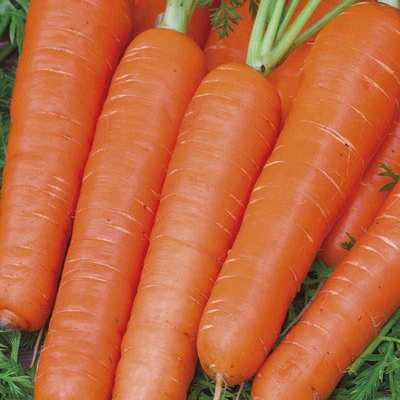 Fothergill's RHS Carrot Maestro F1 Seeds