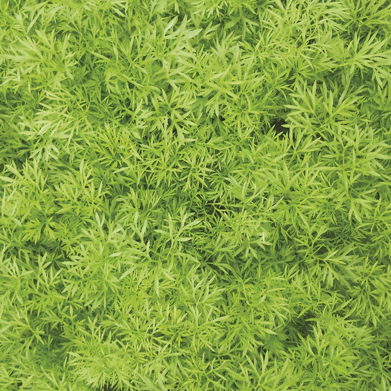 Fothergill's RHS Coriander Confetti Seeds