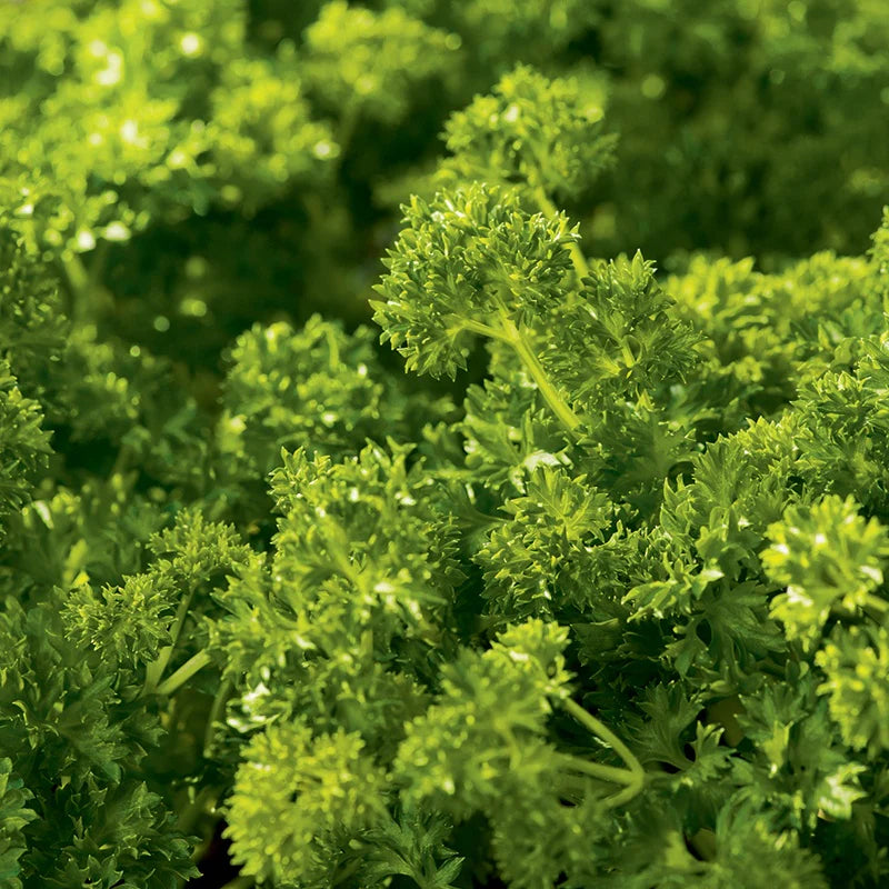 Fothergill's RHS Parsley Curlina Seeds