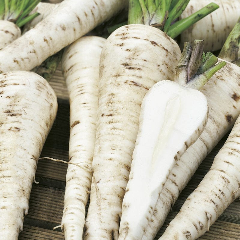 Fothergill's RHS Parsnip Palace F1 Seeds