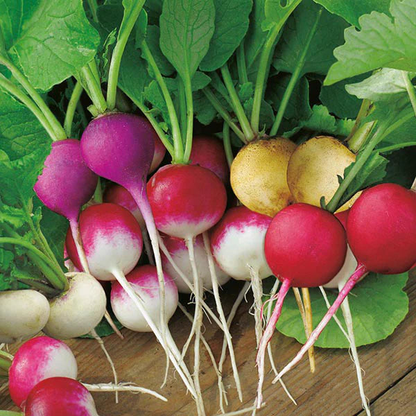 Fothergill's Radish Bright Lights Seeds