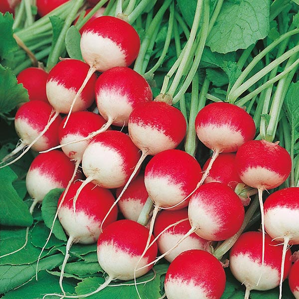 Fothergill's Radish Sparkler 3 Seeds