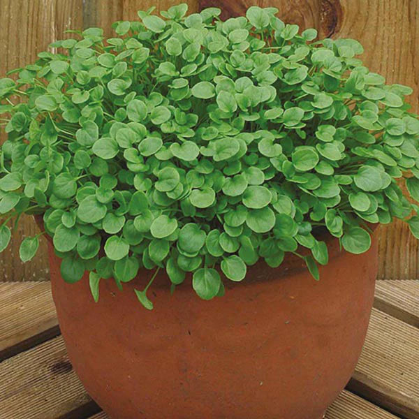 Fothergill's Salad Leaves Cress American Land