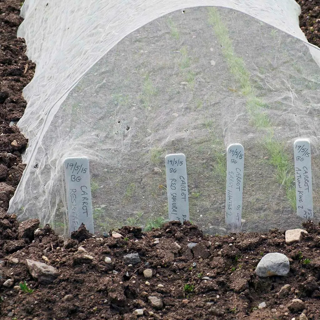 Frostban white horticultural garden fleece draped over outdoor carrot crop beds for winter weather protection