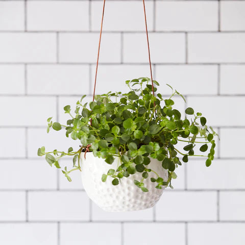 Burgon and Ball Hanging Pot Dot