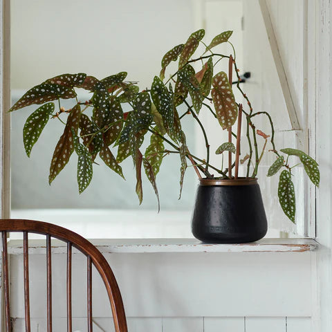 Burgon & Ball Sahara Sunset Metal Plant Pot
