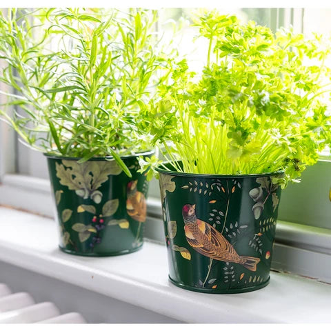 Burgon & Ball Woodland Wonders Herb Pots