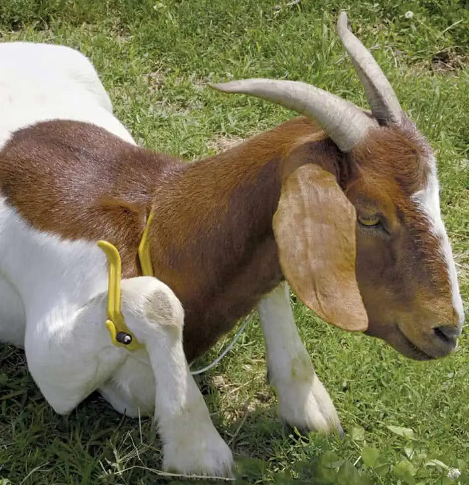 Gambrel Sheep & Goat Restrainer
