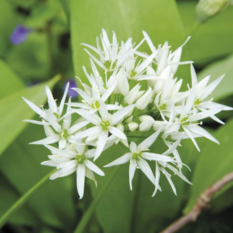 Fothergill's Garlic Wild Seeds