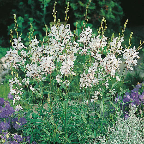 Fothergill's Gaura The Bride Seeds