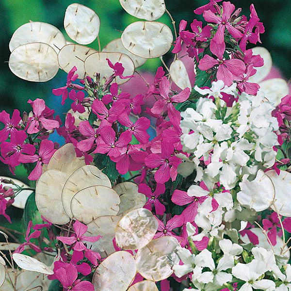 Fothergill's Honesty Purple & White Mixed Seeds
