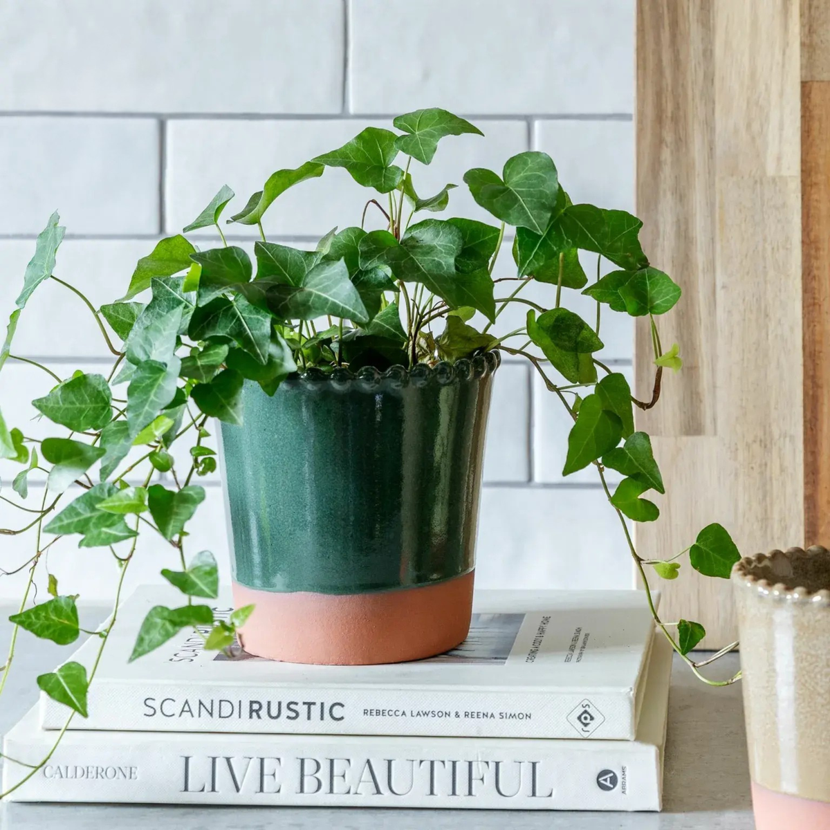 Ivyline Adeline glazed ceramic indoor plant pot with decorative beaded rim and natural terracotta base displaying green trailing foliage plant