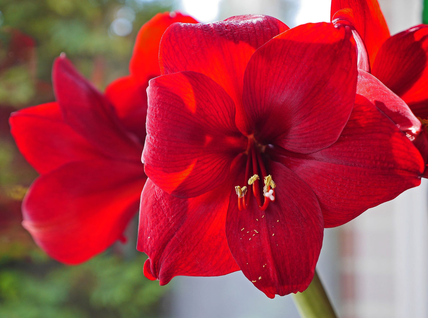 Taylors Bulbs Amaryllis Striped Christmas Star showing a close-up of a large, dramatic indoor amaryllis flower with vibrant red petals, a bold white star pattern, and a lime-green throat.