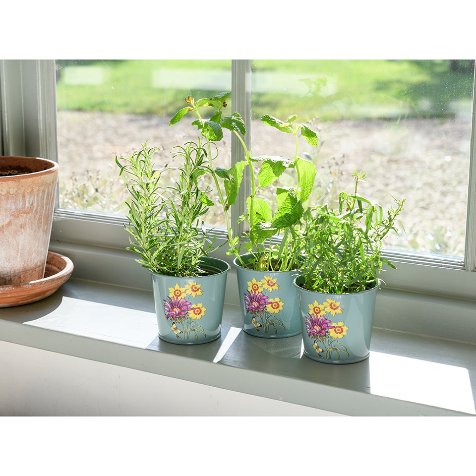 Burgon & Ball RHS Asteraceae Herb Pots