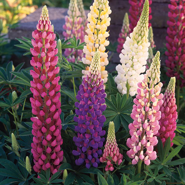 Fothergill's Lupin Festival Mixed Seeds