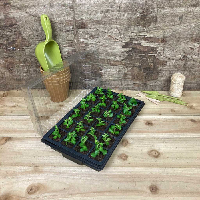 Bosmere Growers Choice Standard Propagator Black 24cm