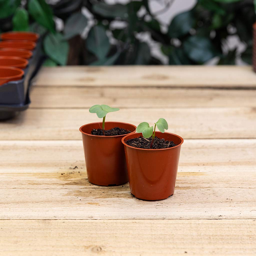 Grower's Choice 6cm Replacement Seed & Cutttings Pots (40 Pots)