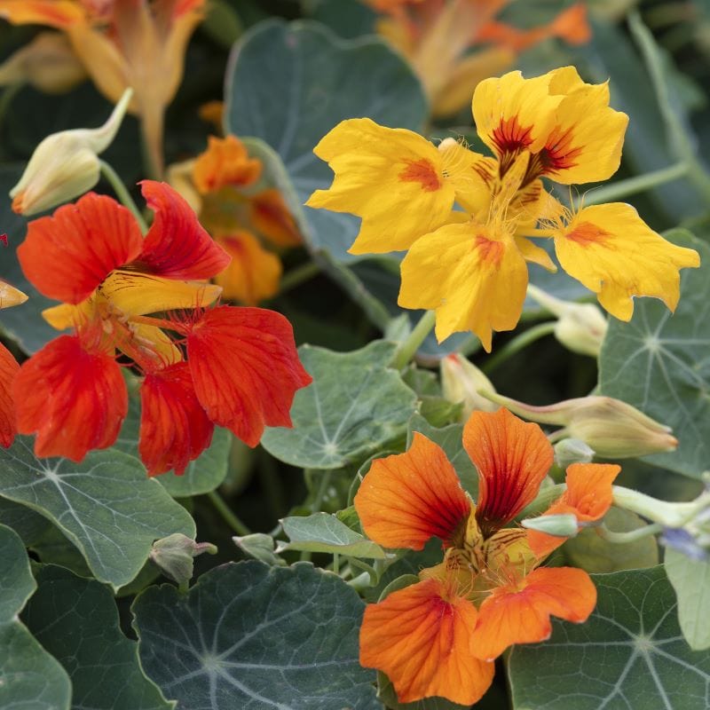 Fothergill's Nasturtium Arizona Mix Seeds