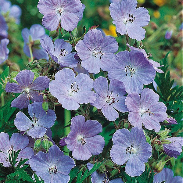 Fothergill's Nature's Helpers Meadow Cranesbill Seeds