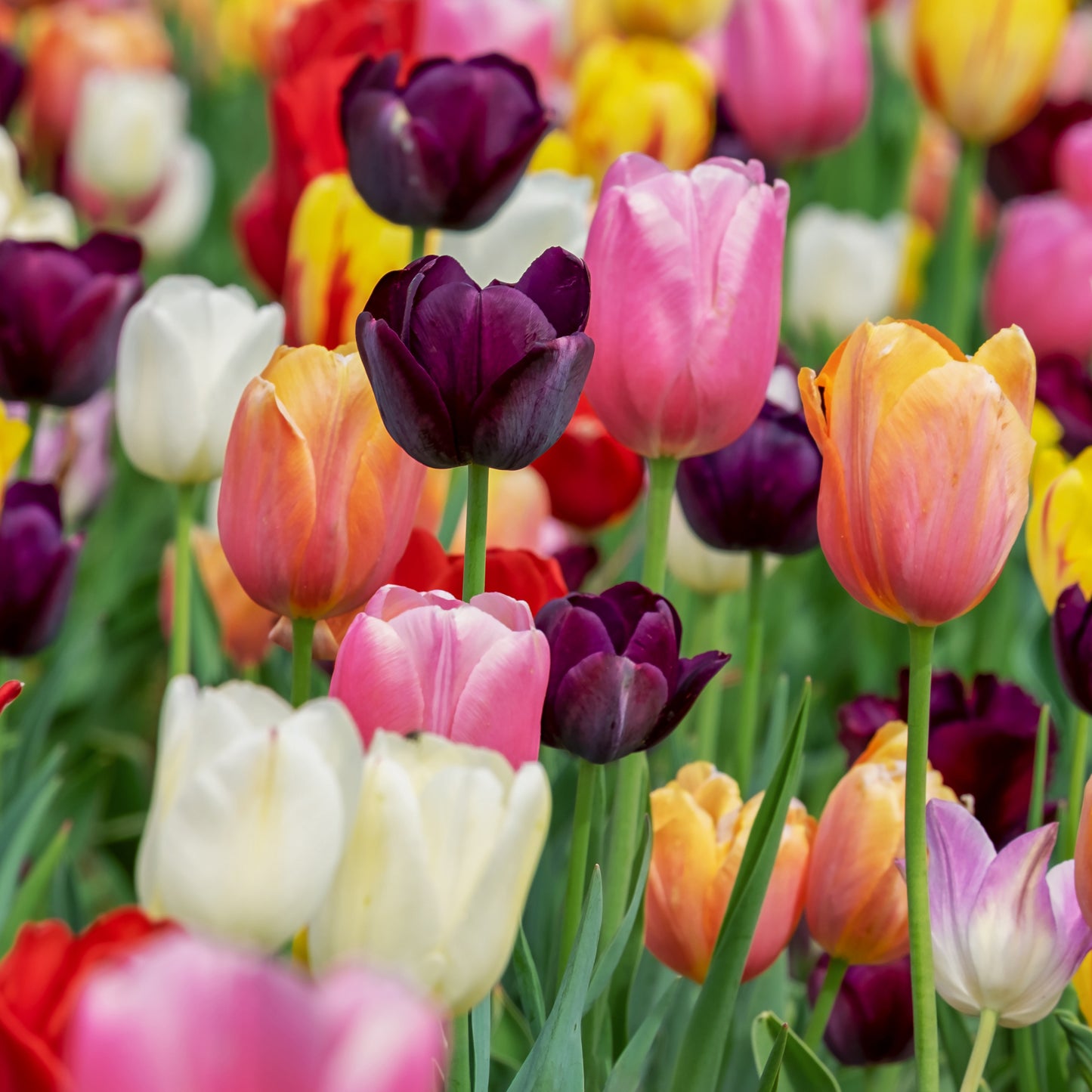 Tulip Garden Mixed Bulk Value Net (Pillow Net)