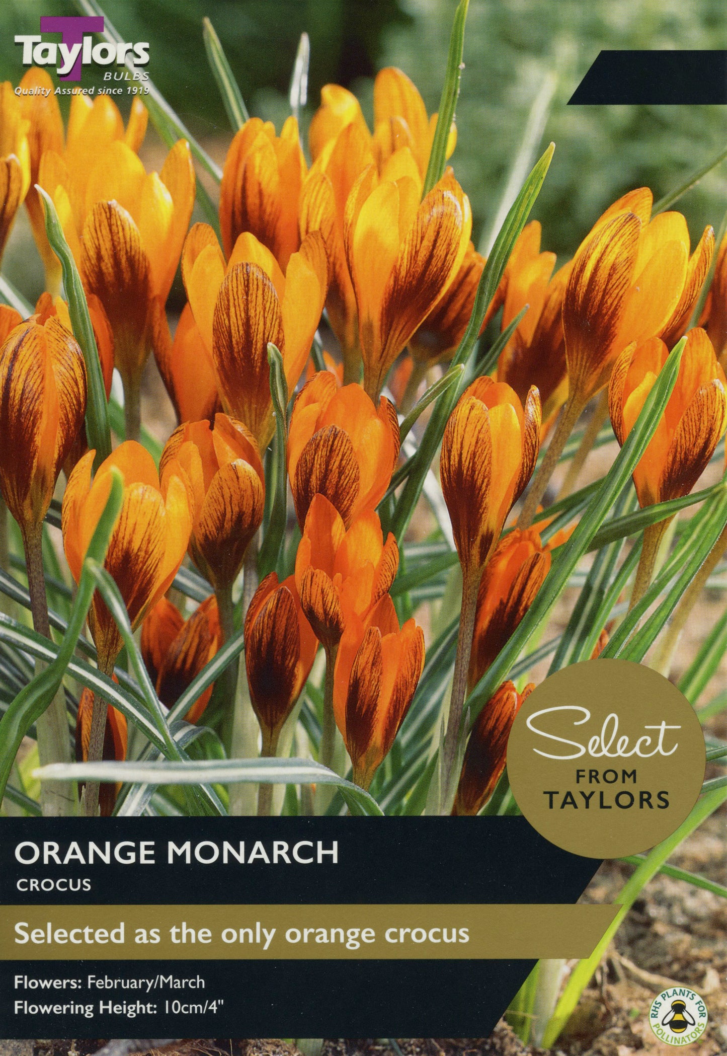 Select from Taylors Orange Monarch Crocus