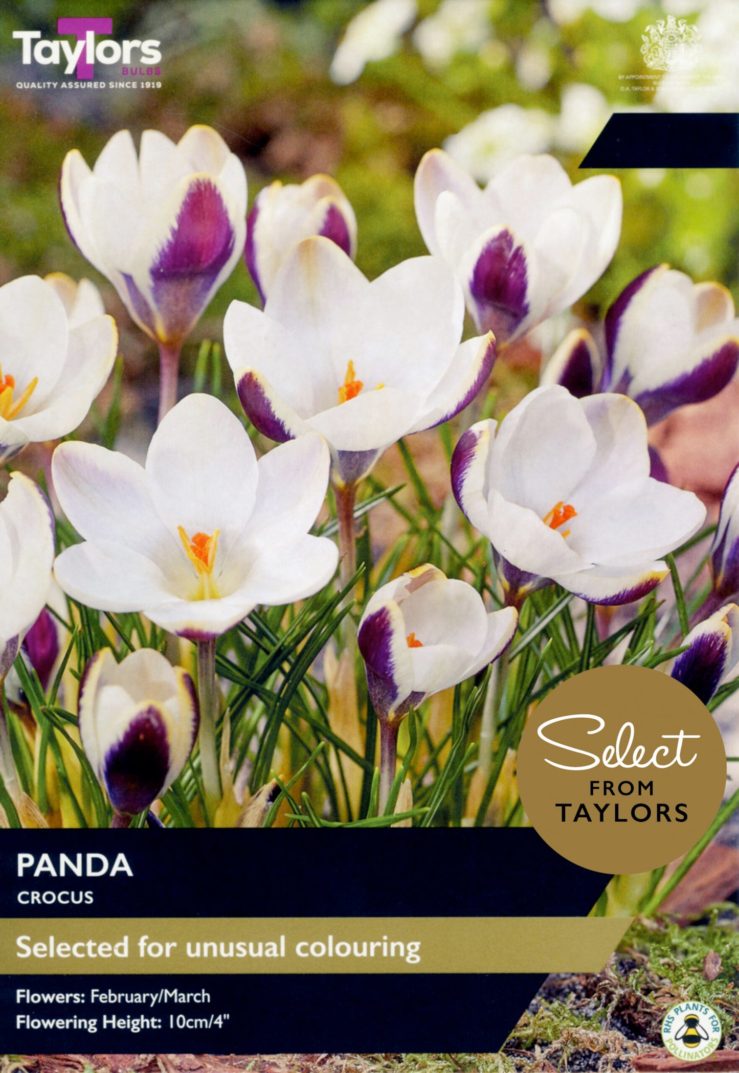 Taylors Bulbs Select Crocus Panda retail pack showing a cluster of blooming crocus flowers with brilliant white inner petals and bold dark purple exterior markings.
