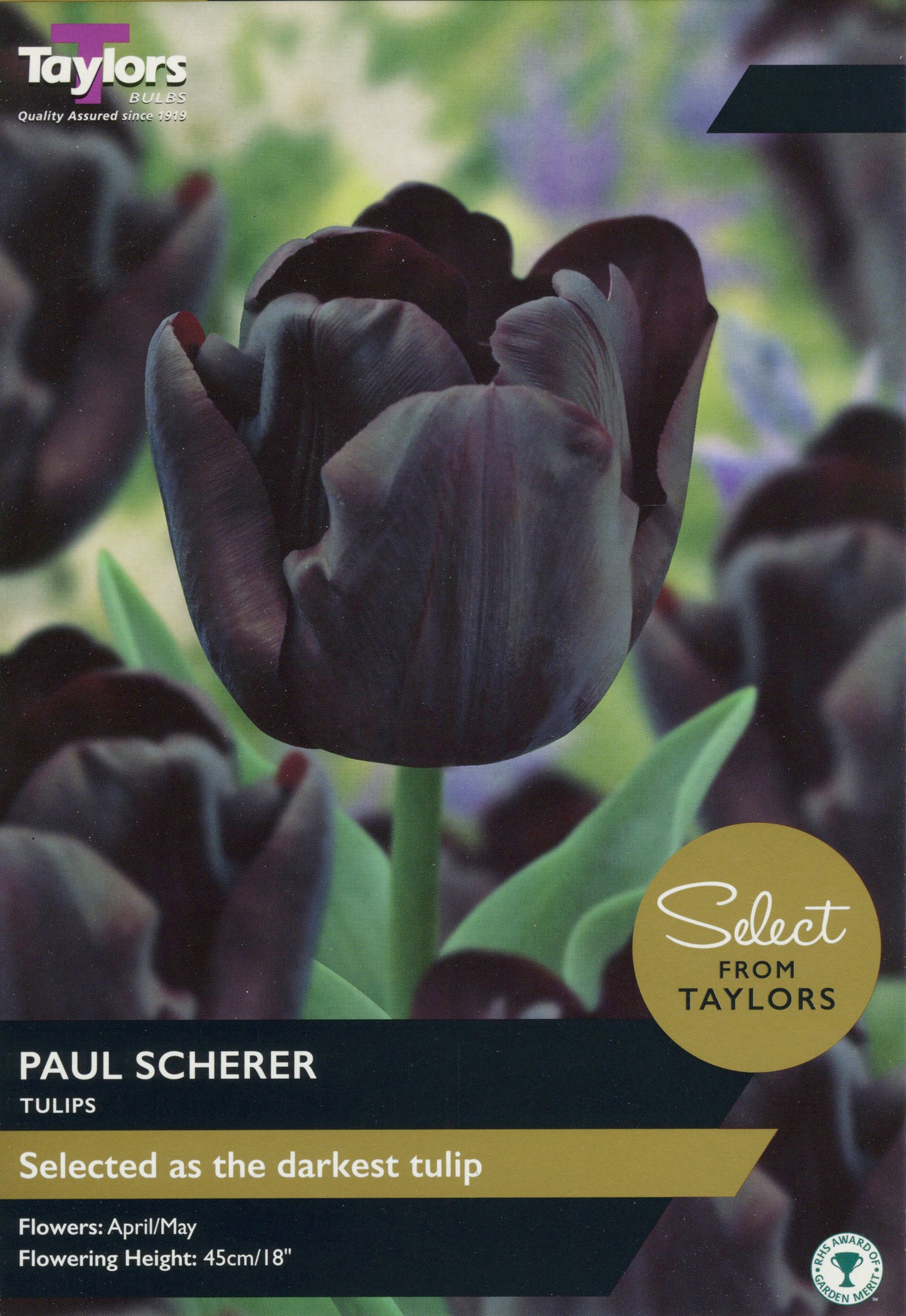 Select from Taylors Paul Scherer Tulip