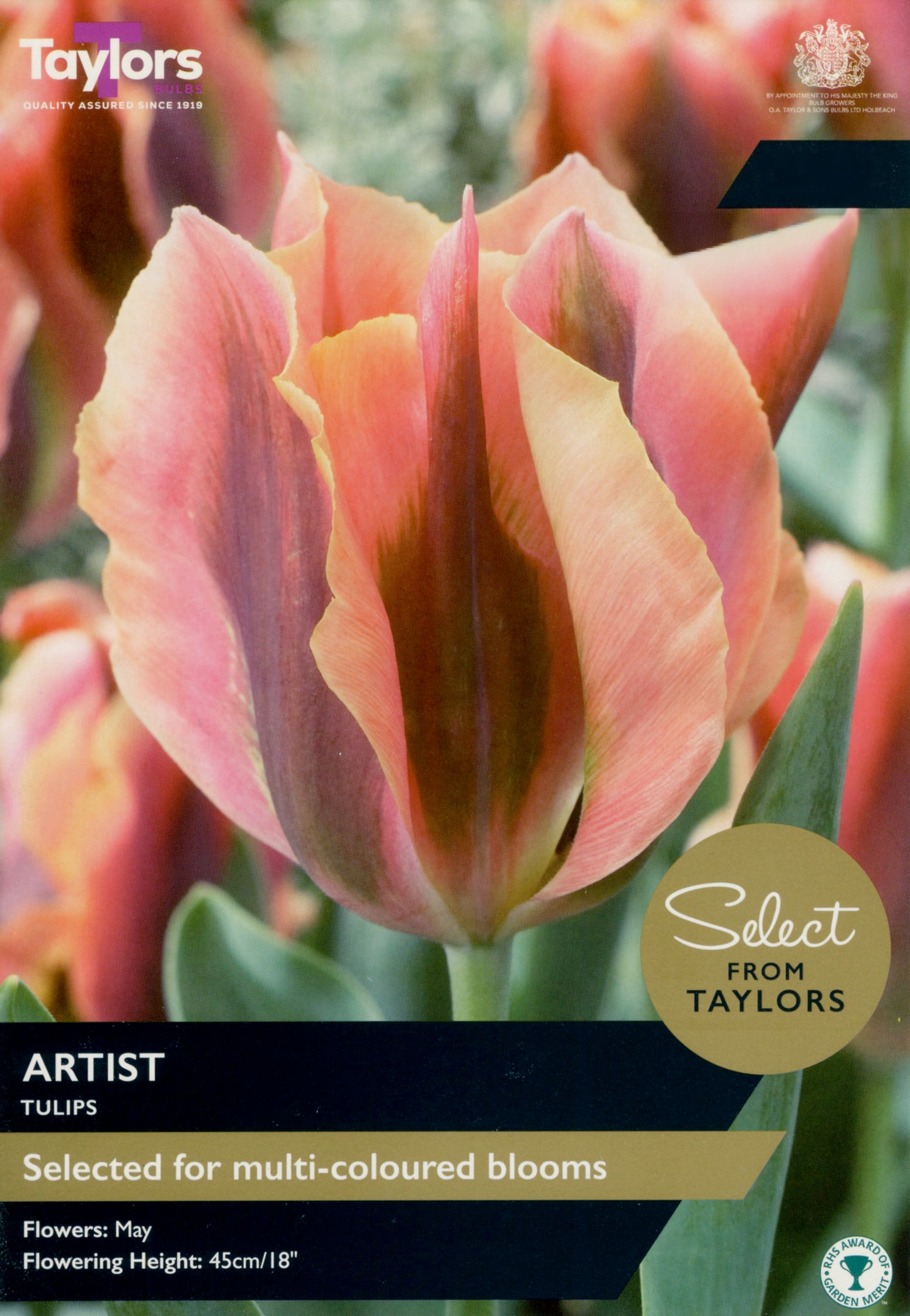 Taylors Bulbs - Tulip Artist