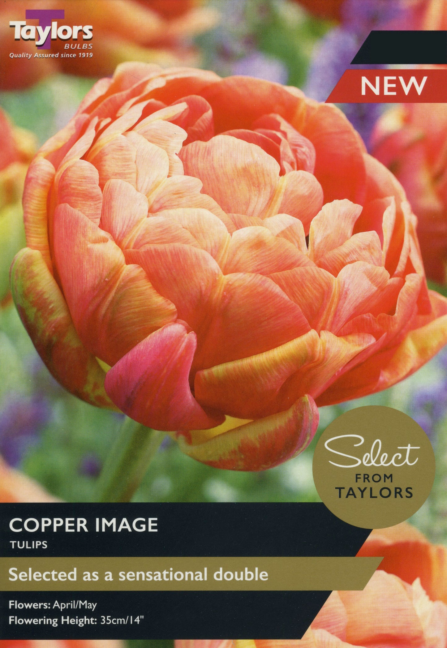 Select from Taylors Copper Image Tulips