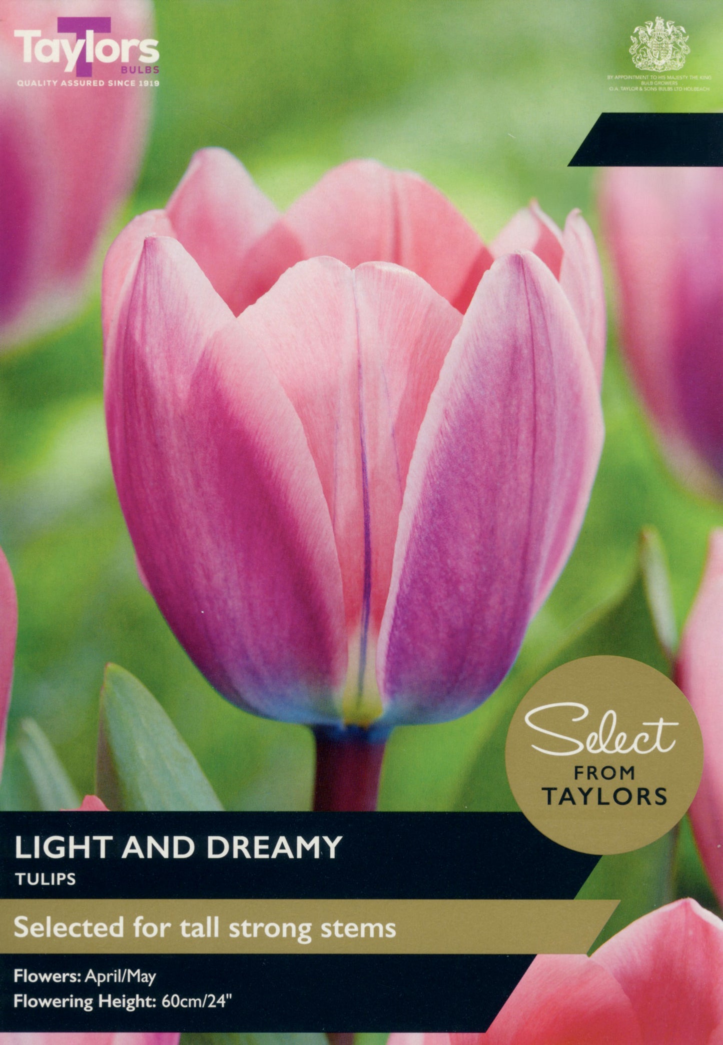 Taylors Bulbs - Tulip Light And Dreamy - 12Up