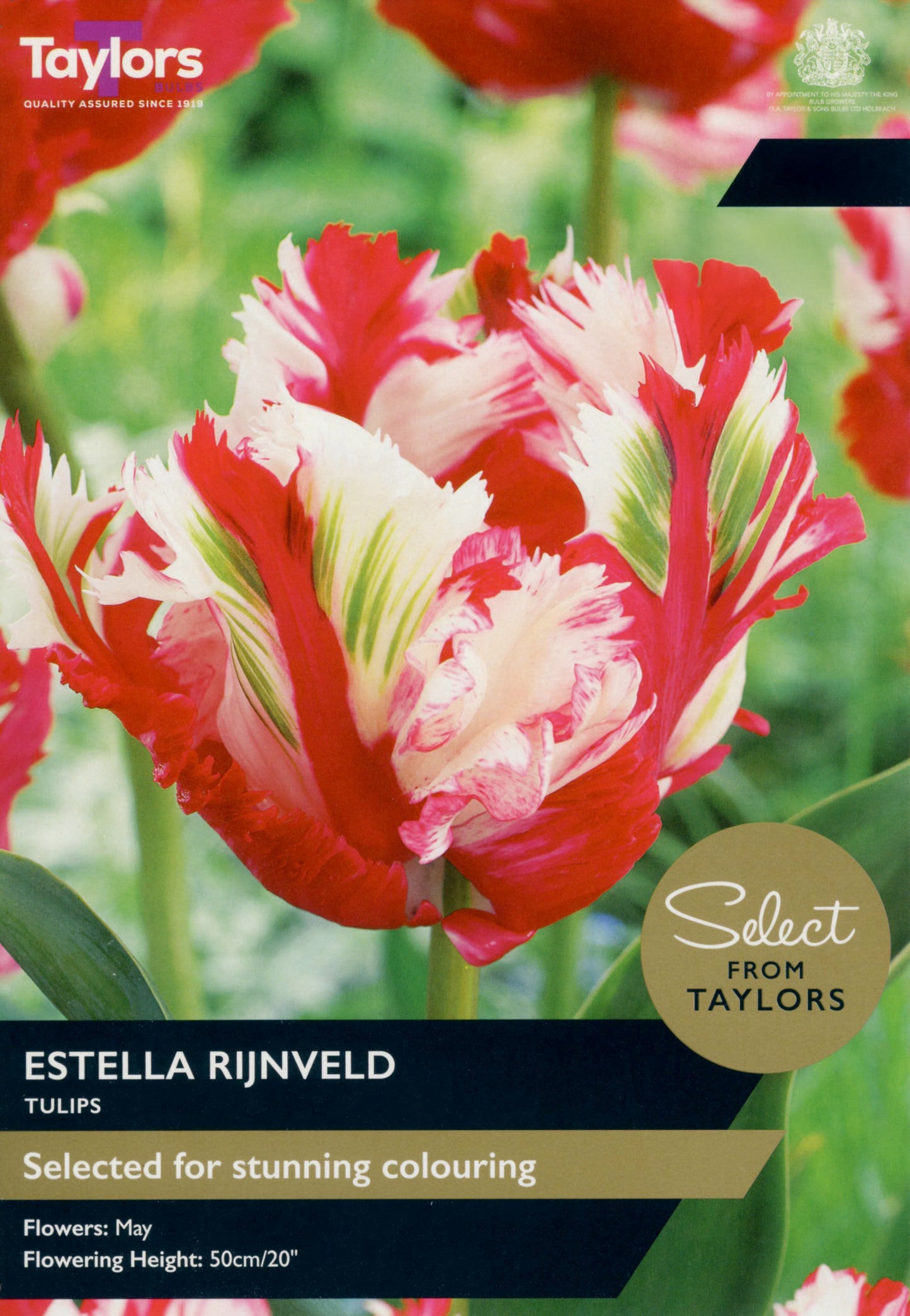 Taylors Bulbs - Tulip Estella Rijnveld - 11-12
