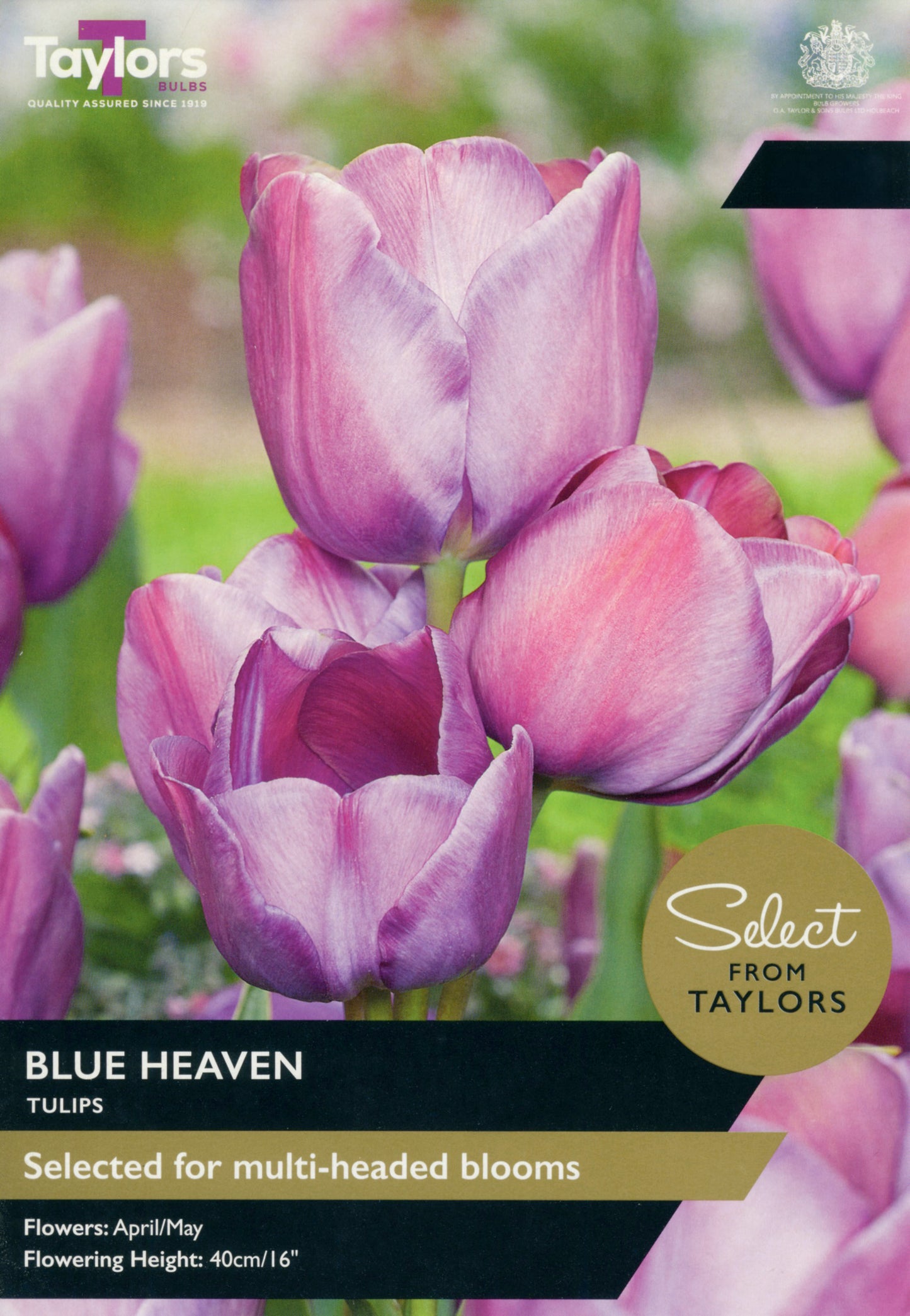 Taylors Bulbs - Tulip Blue Heaven - 11-12